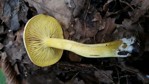 Tricholoma sulphureum