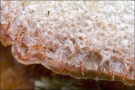 Phlebia tremellosa