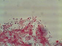 Mycena leptocephala