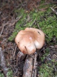 Gomphidius maculatus