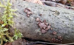 Hypoxylon cercidicola