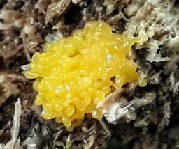 Tubifera ferruginosa