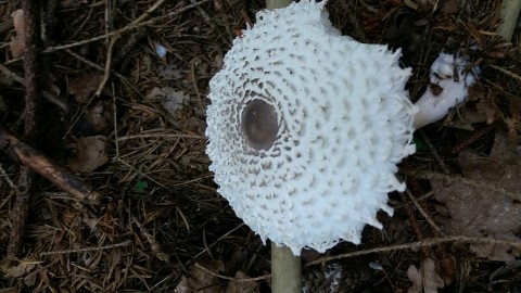 Macrolepiota excoriata