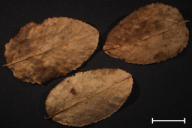 Naohidemyces vacciniorum