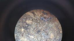 Xanthoporia radiata