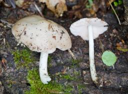 Pluteus petasatus