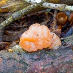 Naematelia encephala