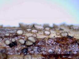 Trichopezizella nidulus