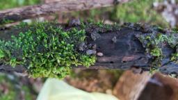 Tremella globispora