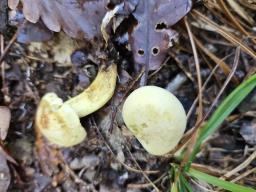Tricholoma sulphureum