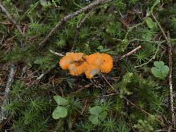 Byssonectria terrestris