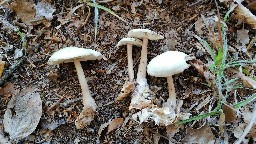 Rhodocollybia butyracea