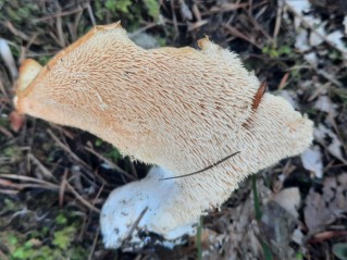 Hydnum albidum