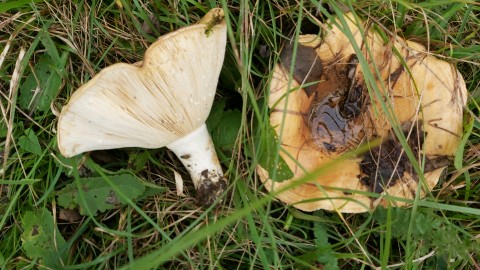 Lactarius zonarius