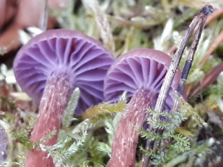 Laccaria amethystina