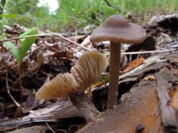 Entoloma hirtipes
