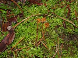 Galerina atkinsoniana