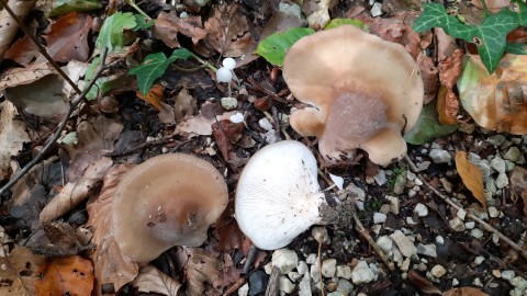 Hohenbuehelia petaloides