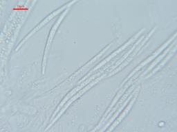 Sillia ferruginea