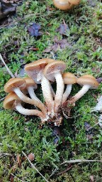 Kuehneromyces mutabilis