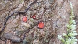 Scutellinia barlae