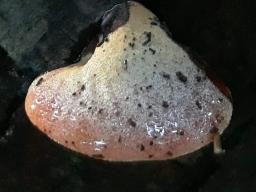 Fistulina hepatica