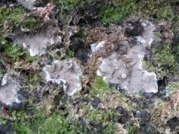 Kretzschmaria deusta