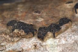 Diatrypella favacea
