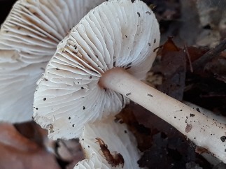Rhodocollybia butyracea
