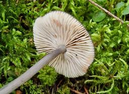 Entoloma violaceoserrulatum