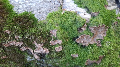 Stereum rugosum