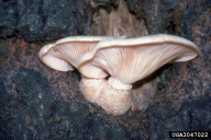 Pleurotus ostreatus