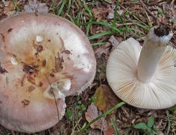 Russula medullata