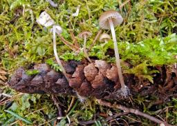 Mycena leptocephala