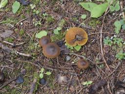 Cortinarius croceus