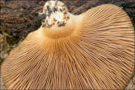 Sarcomyxa serotina