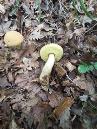Leccinellum crocipodium