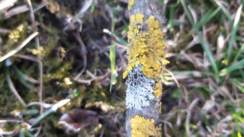 Xanthoria parietina