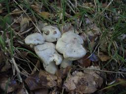 Tricholoma pardinum