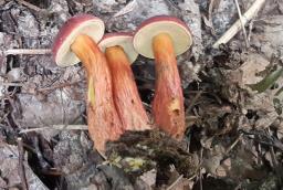 Hortiboletus rubellus