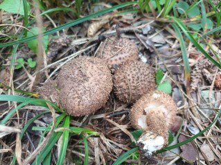 Echinoderma calcicola