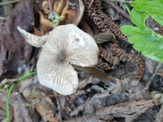 Entoloma aprile