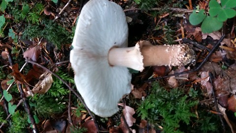 Echinoderma asperum