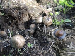 Panaeolus fimicola