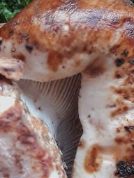 Tricholoma colossus
