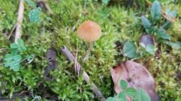 Galerina clavata