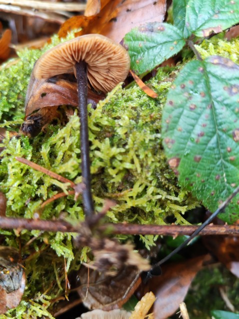 Macrocystidia cucumis