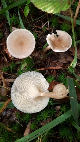 Ampulloclitocybe clavipes