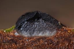 Acrocordia gemmata