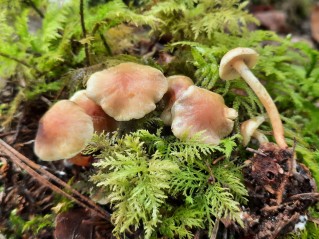 Hypholoma fasciculare var. pusillum